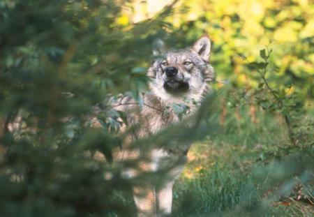 une pitite photo de LOUPS