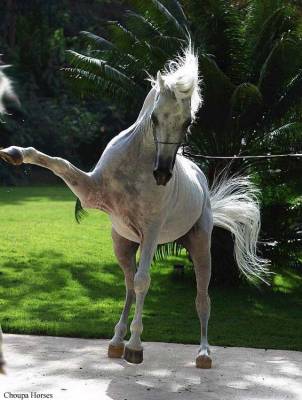 le cheval est le plus bel animal du mondeuh