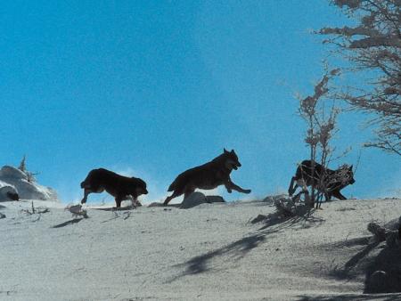 Sur les loups